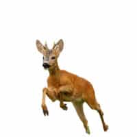 Corzo - ahuyentadores