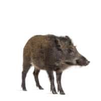 Jabali - ahuyentadores