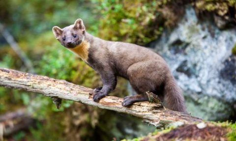 Ahuyentar mustélidos