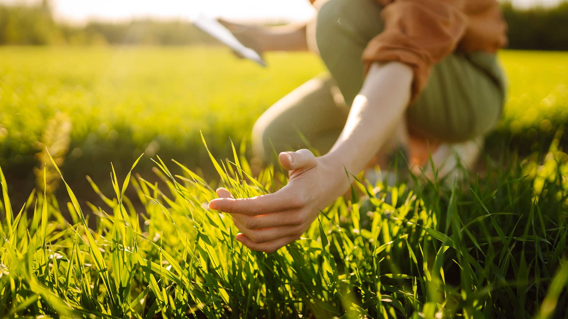 Ahuyentadores. Empresa antiplagas