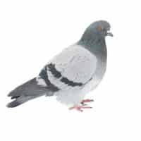 paloma 3 - ahuyentadores